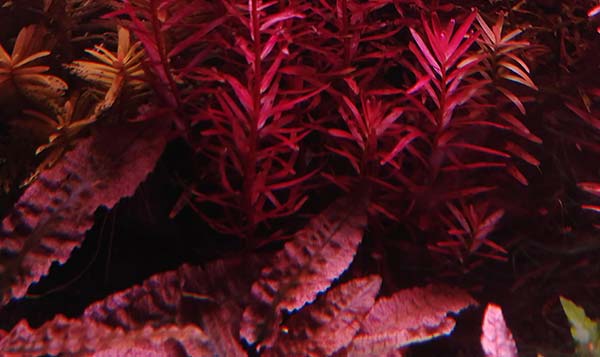 Image of red aquarium plant