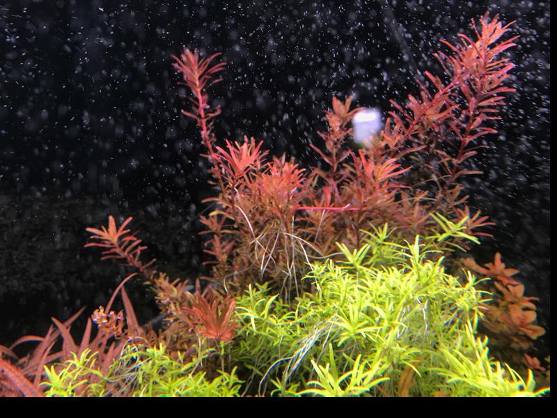Image of rotala blood red singapore variant