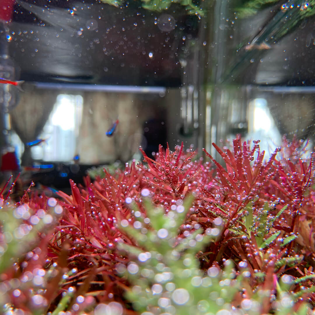 Image of Rotala H'ra'