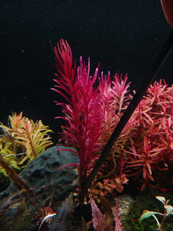 Image of Rotala Rotundifolia