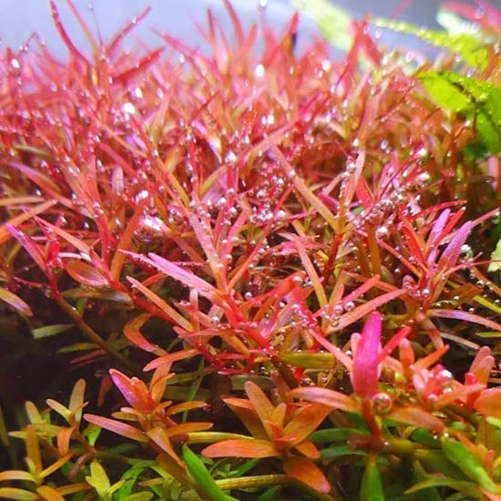 Image of Rotala Colorata