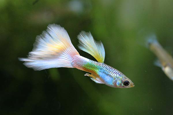 Image of a white guppy fish