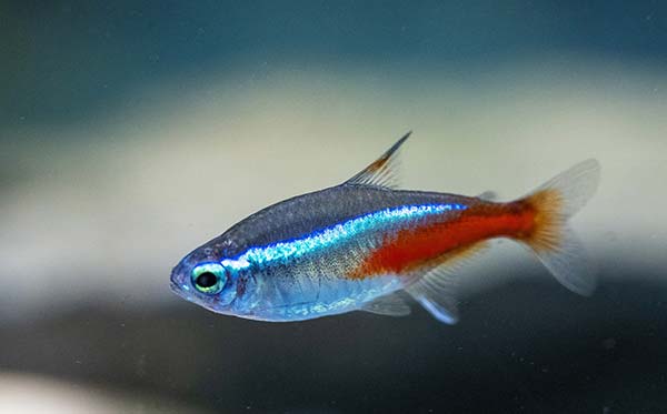 Image of a neon tetra fish