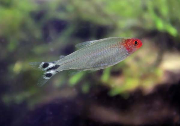 Image of a rummy-nose tetra