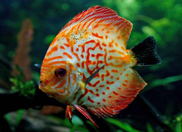 Image of discus fish