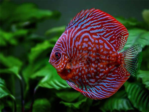 Image of a Red Discus