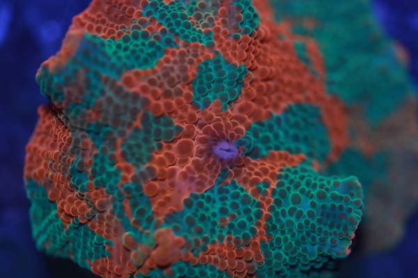 Image of a candy crush mushroom coral