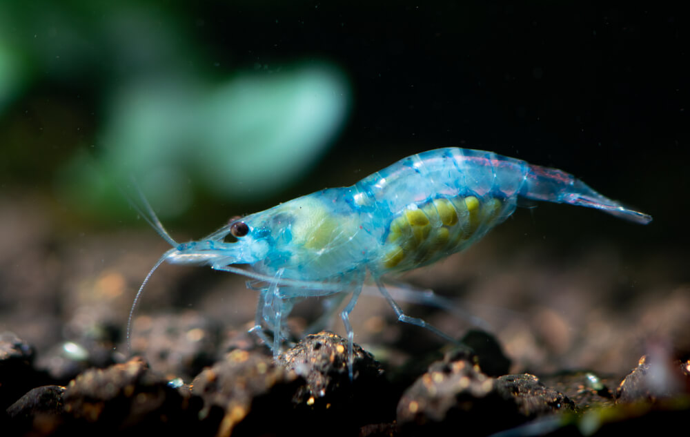 Image of a Blue Velvet Shrimp