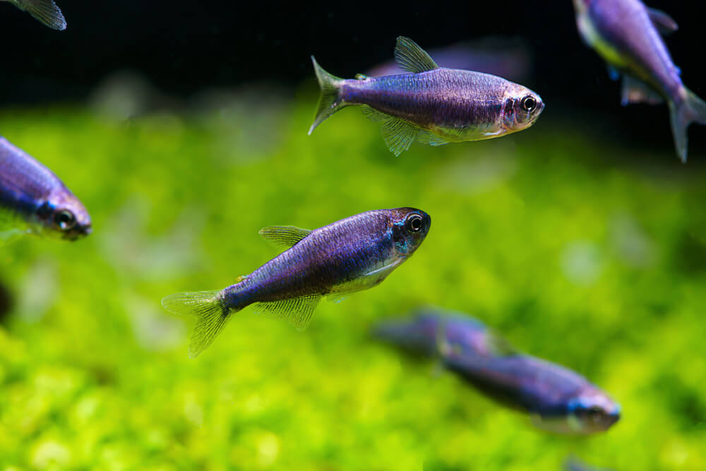 Image of a group of Blue Emperor Tetras