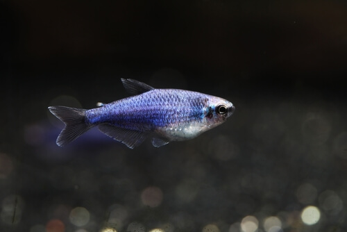 Blue Emperor Tetra (Inpaichthys kerri) Species Profile