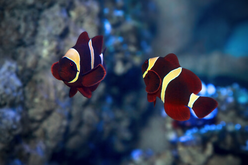 Image of a Maroon Clownfish Pair