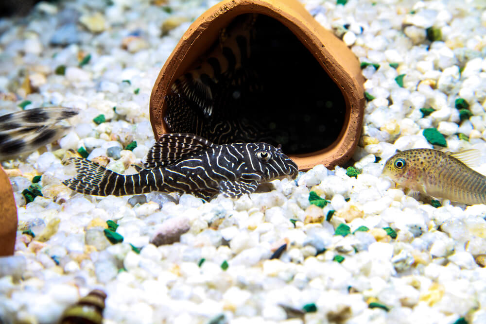 Image of a Queen Arabesque Pleco