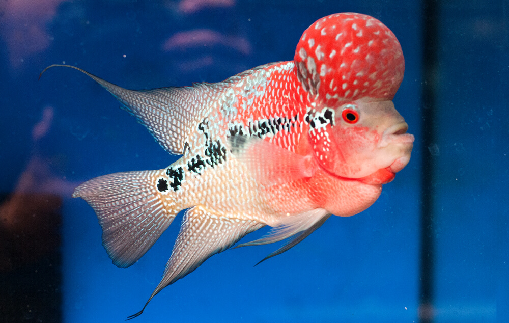 Image of a Red Dragon Flowerhorn