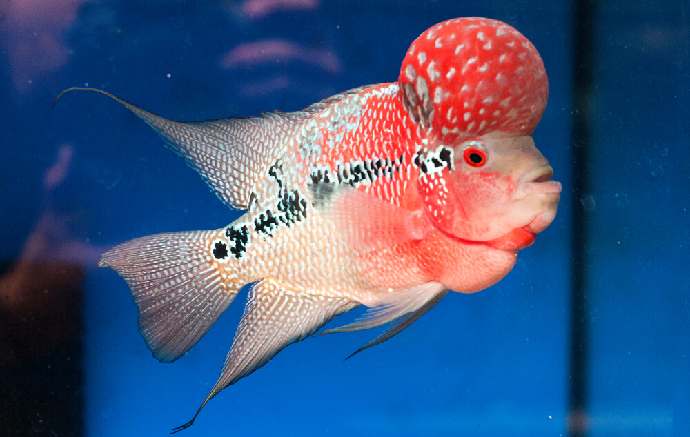 Red Dragon Flowerhorn Cichlid Care Lifespan Breeding More