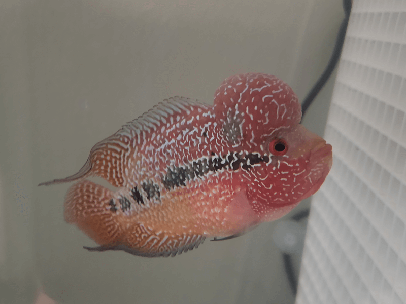 Image of a Red Dragon Flowerhorn