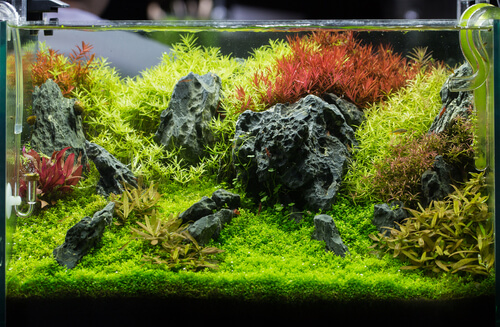 Image of an dutch style aquascape with seiryu stones