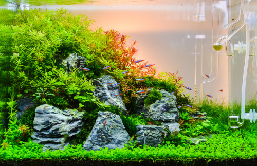 Image of a sloped aquascape