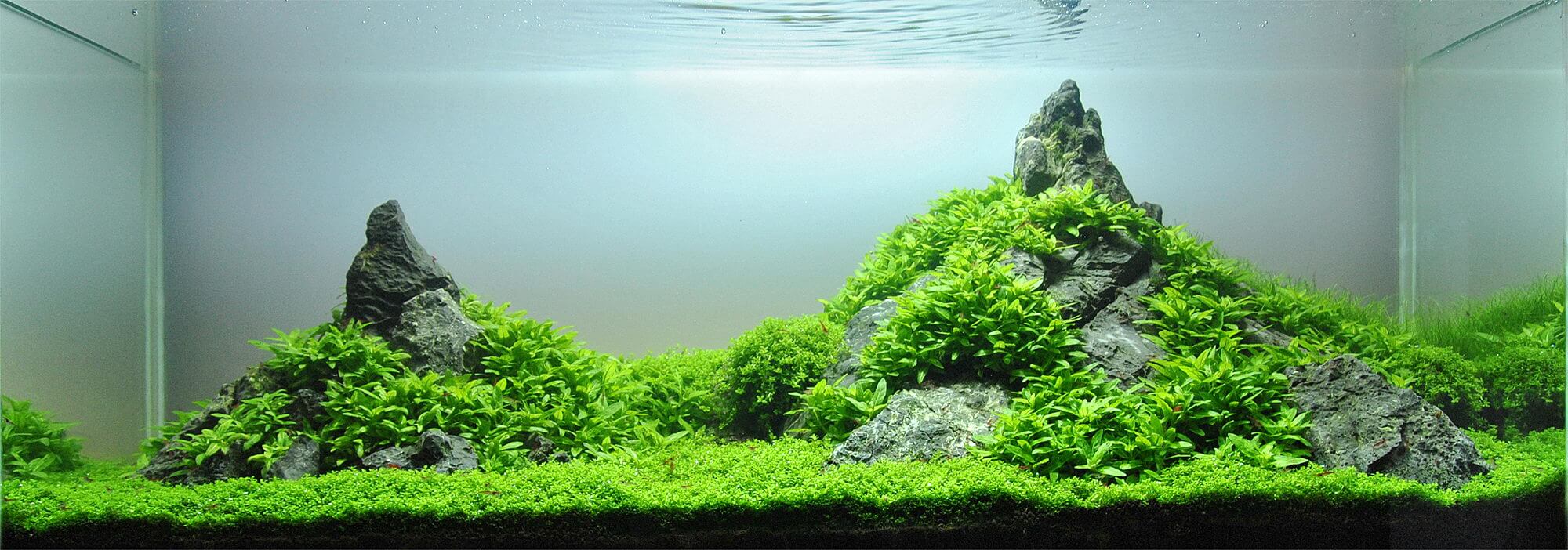 Image of an Iwagumi aquascape with two mountains