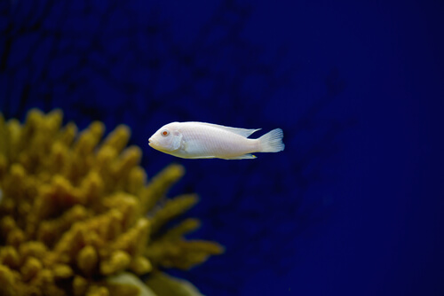 Image of a Snow White Cichlid