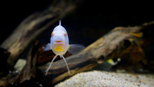 Image of a Snow White Cichlid