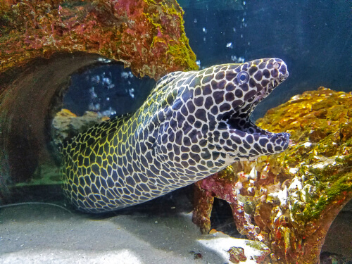 Image of a Tessalata Eel