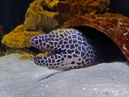 Image of a Tessalata Eel