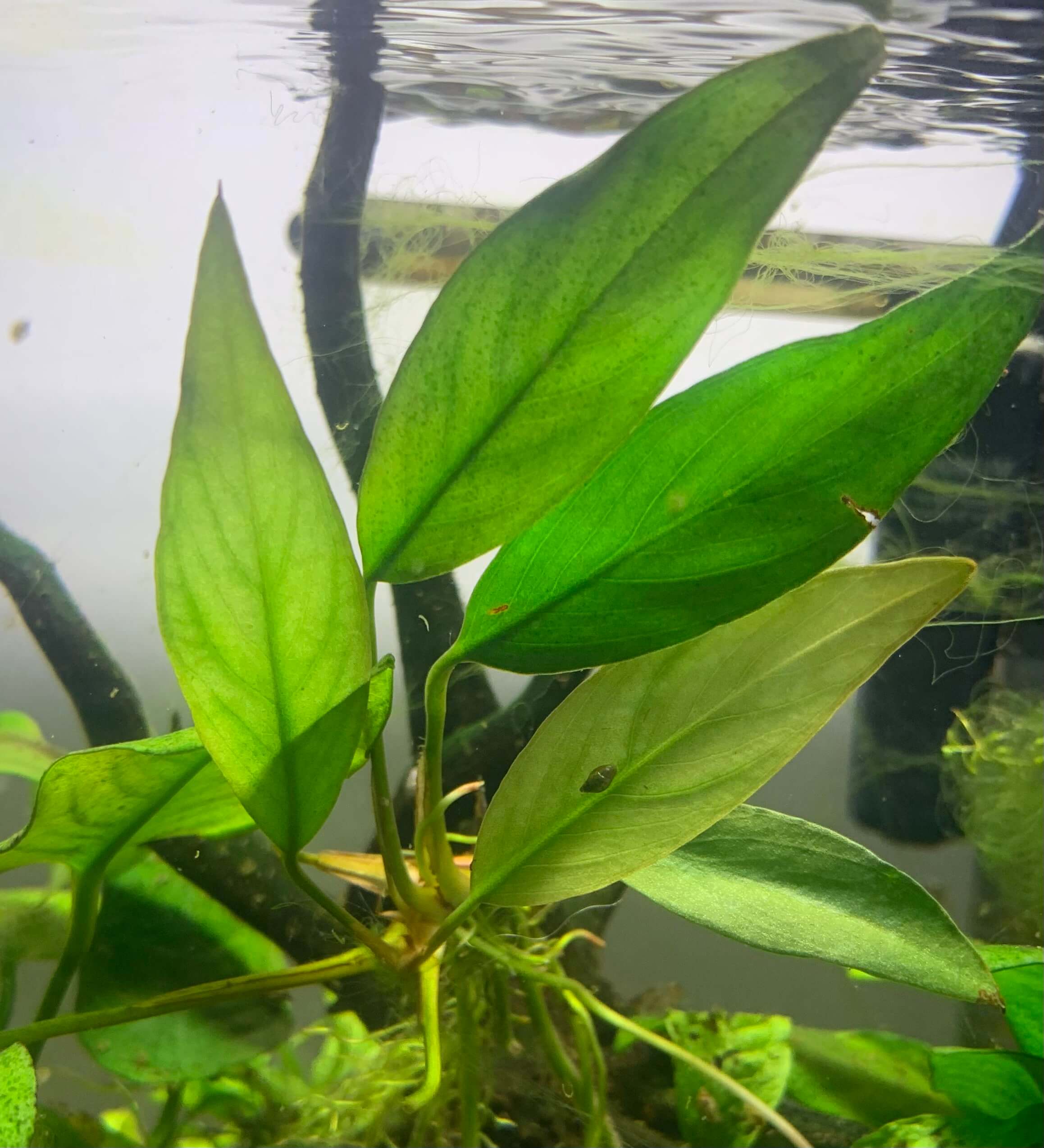 Image of an Anubias Frazeri plant