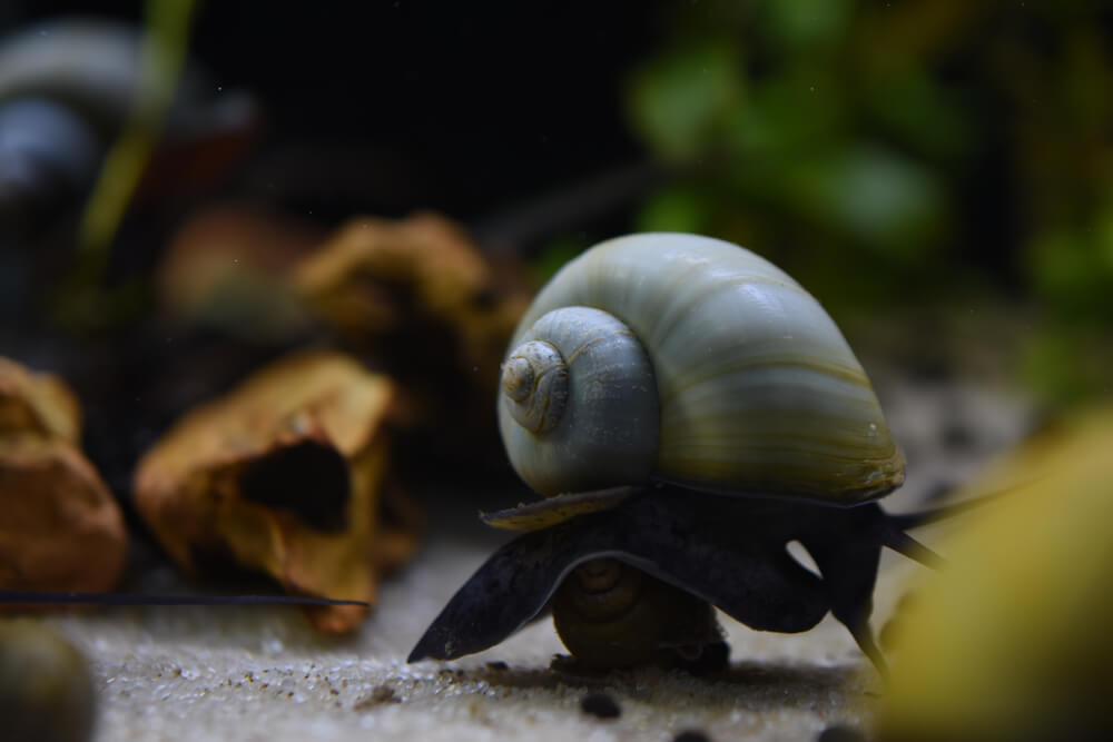 Image of a Black Mystery Snail
