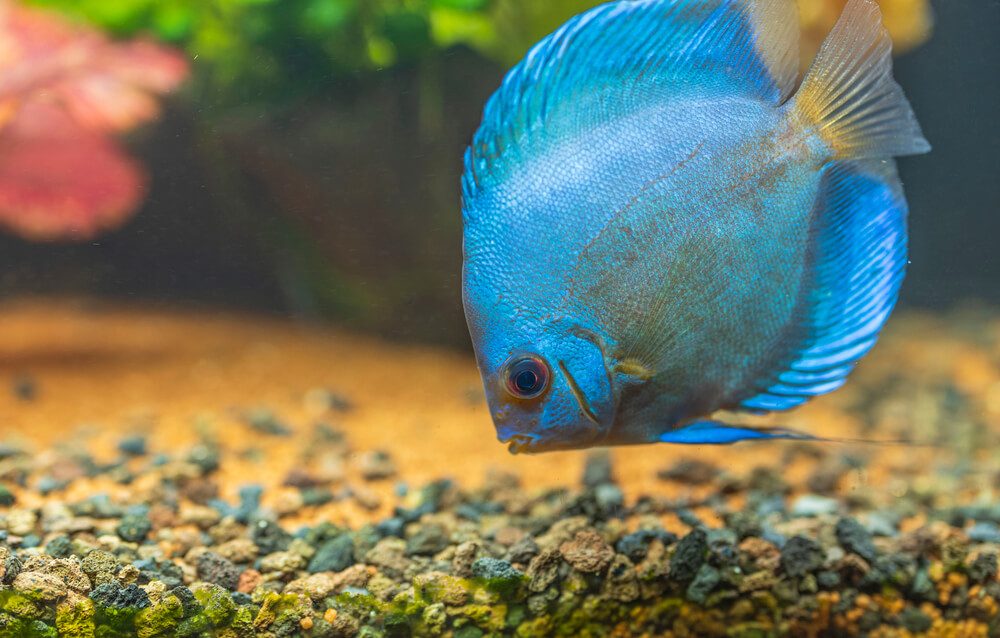 Image of a Blue Diamond Discus