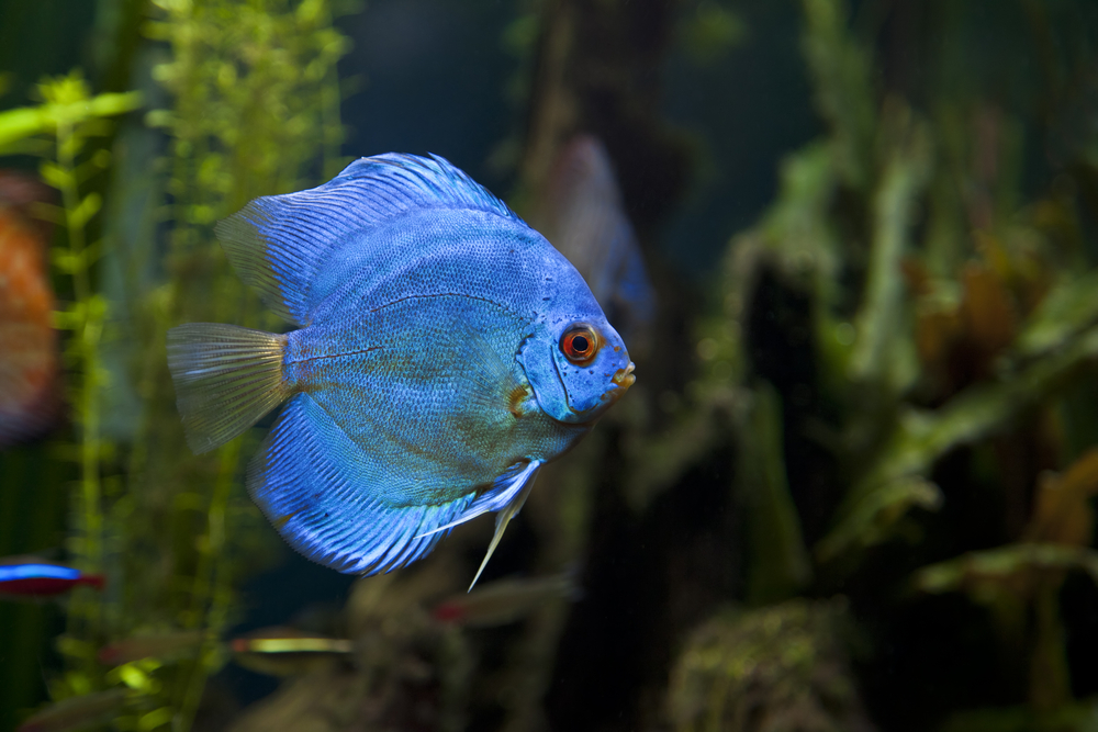 Image of a Blue Diamond Discus