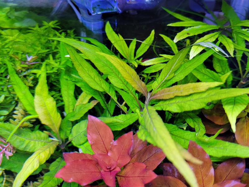 Image of a Hygrophila Salicifolia plant