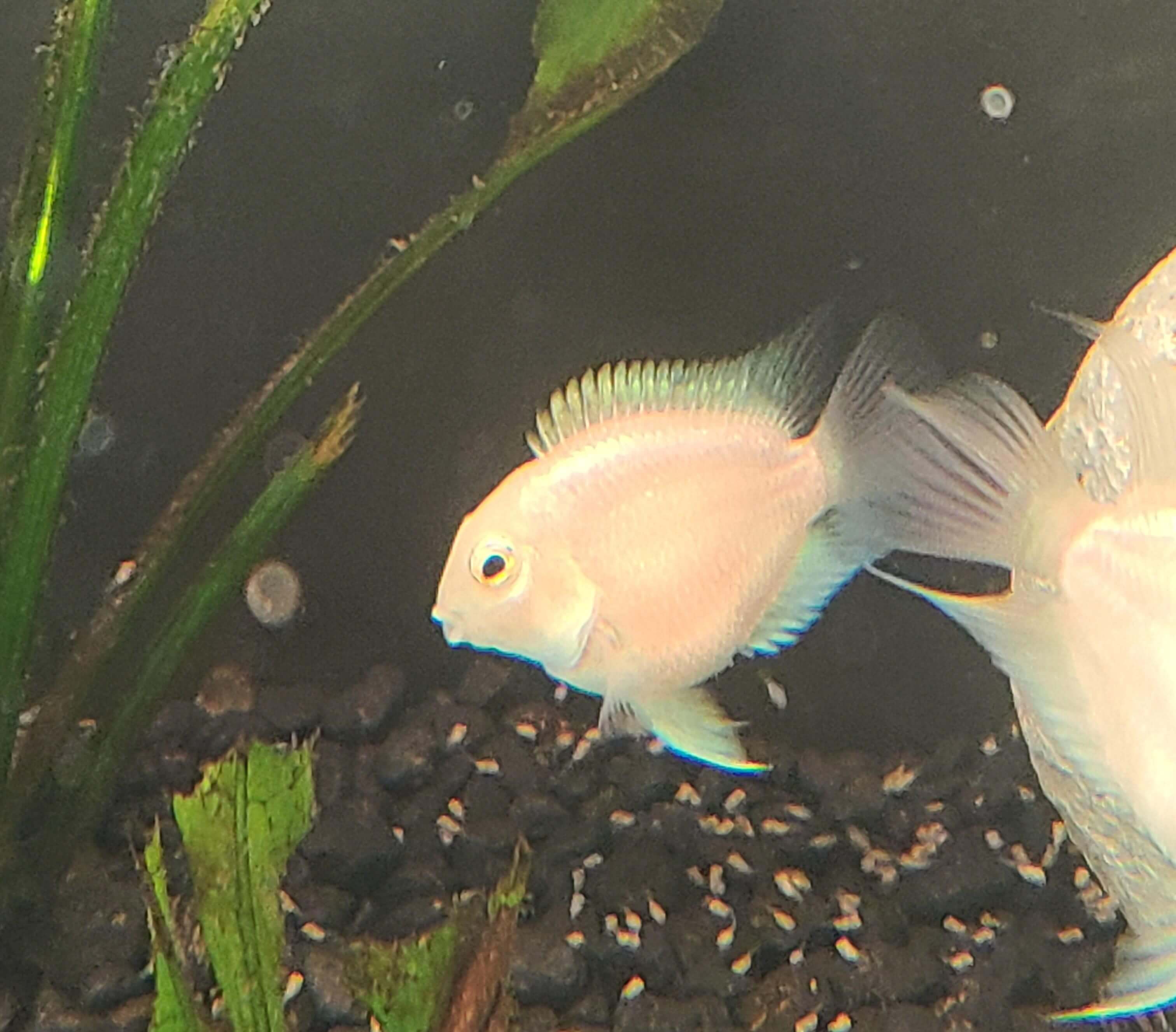 Platinum Parrot Fish Care Guide Size Diet Lifespan Breeding More