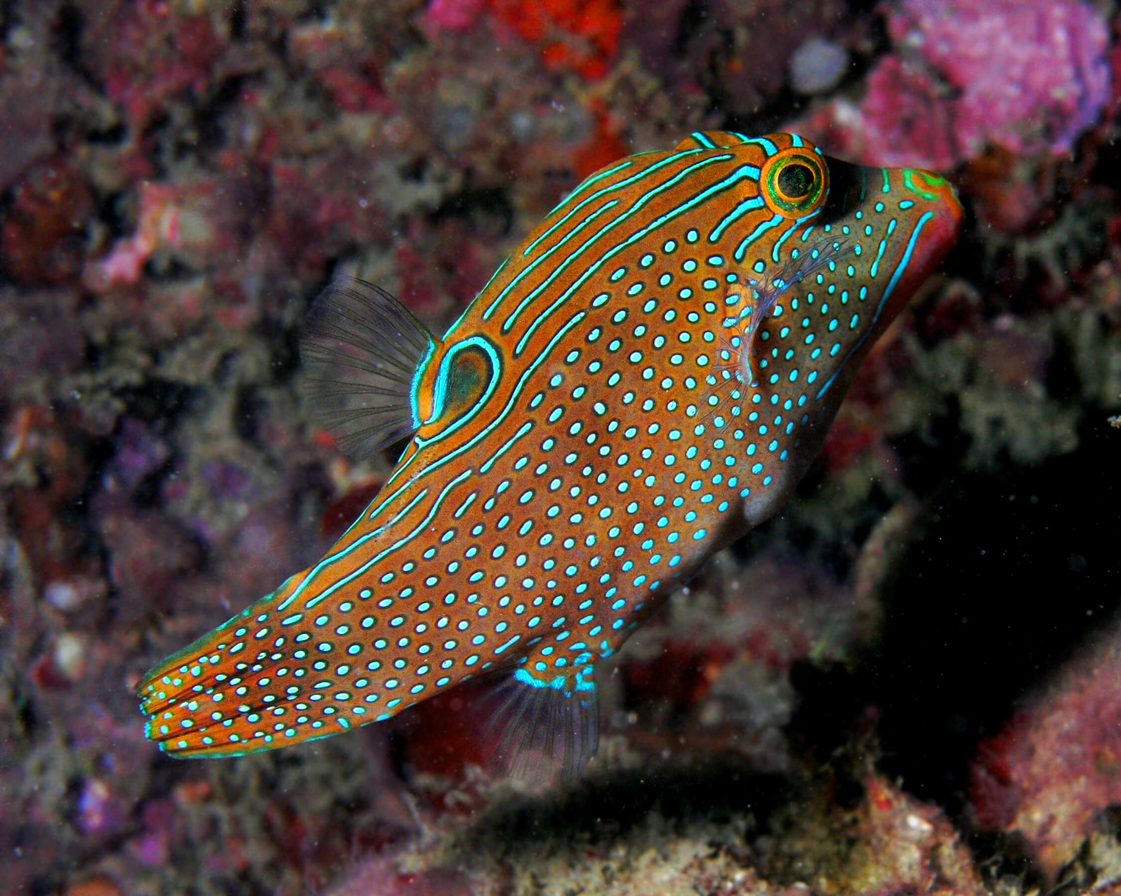 Image of a Blue Spotted Puffer