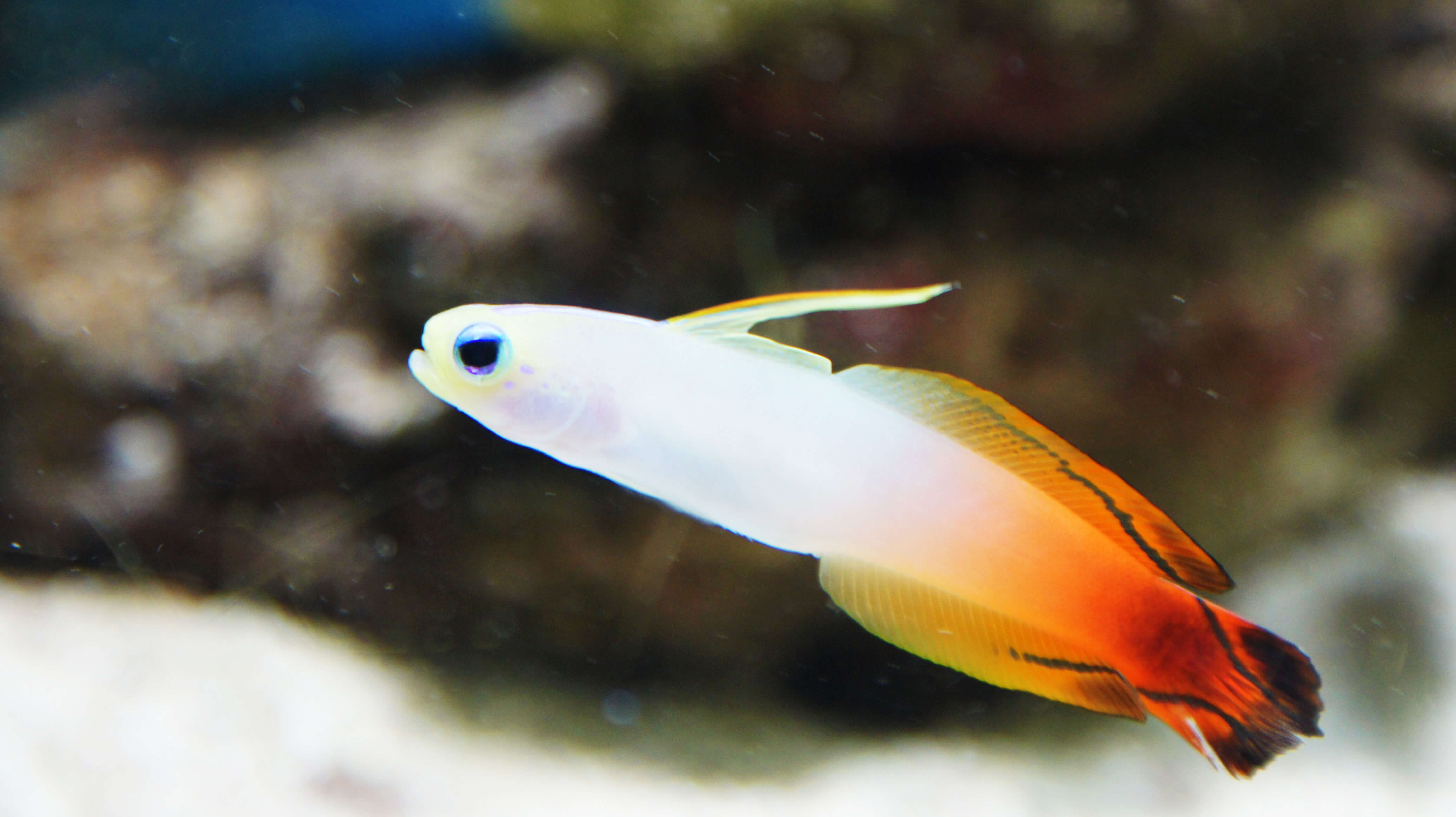 Image of a Firefish Goby