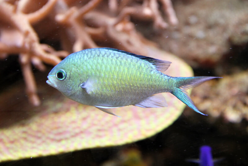 Image of a Green Reef Chromis