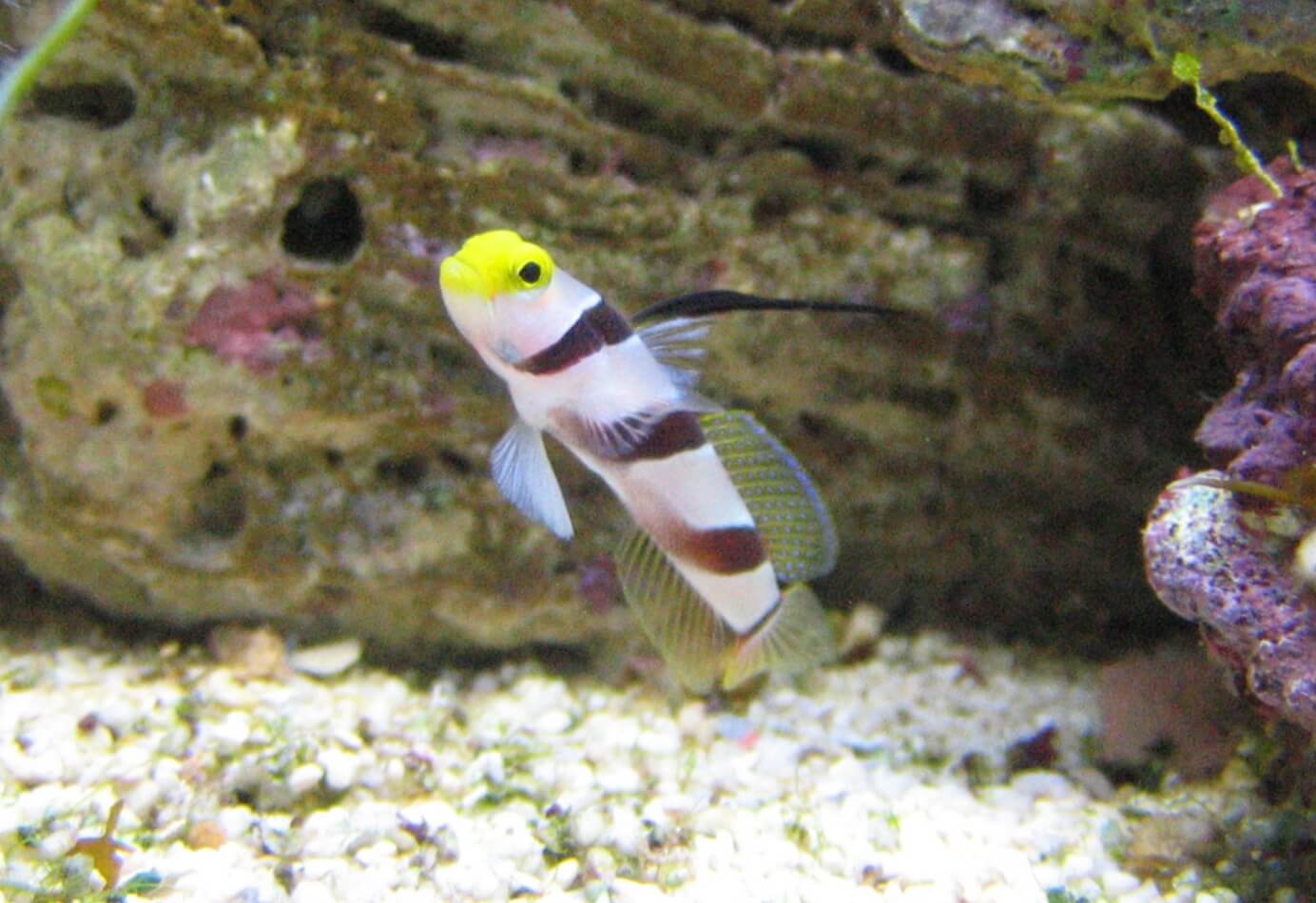 Image of a Hi-Fin Red Banded Goby
