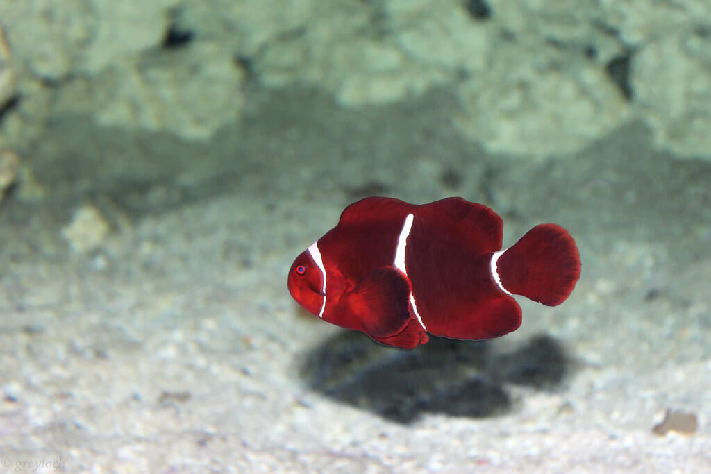 Image of a Maroon Clownfish