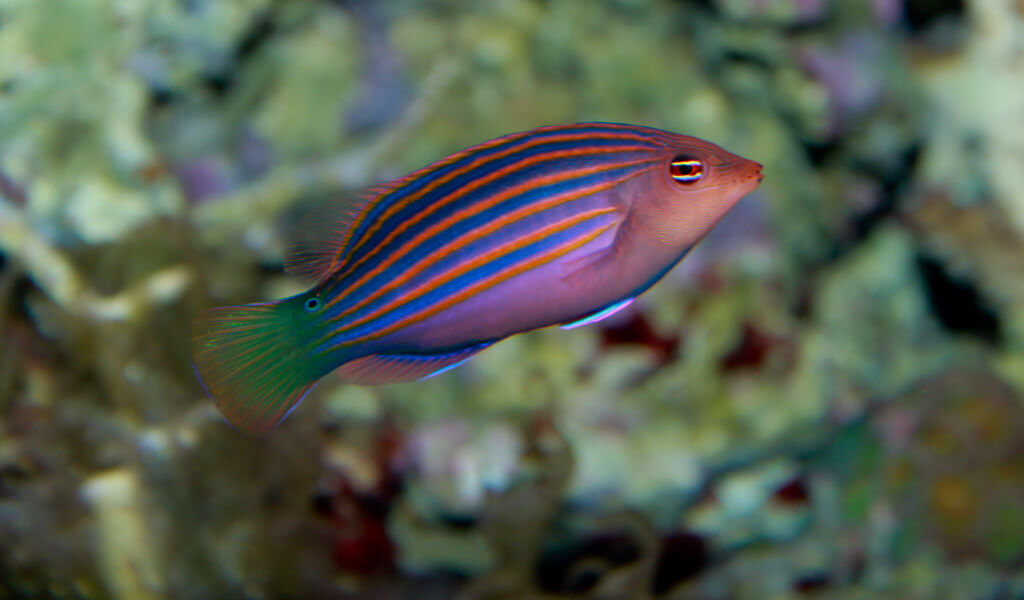 Image of a Six Line Wrasse