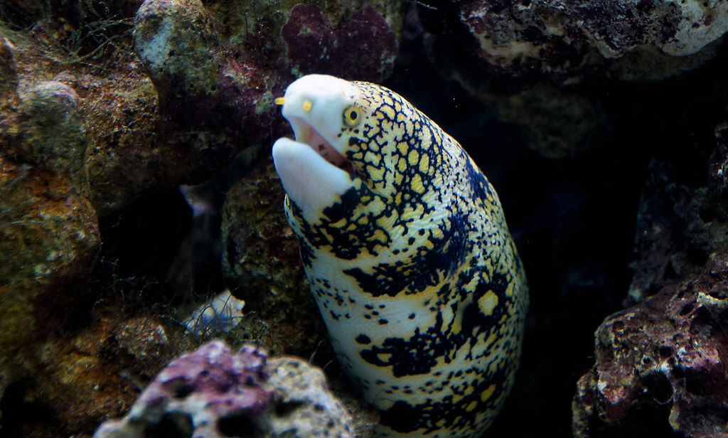 20 Best Fish For Nano Reef Tanks! – CoralFish12g