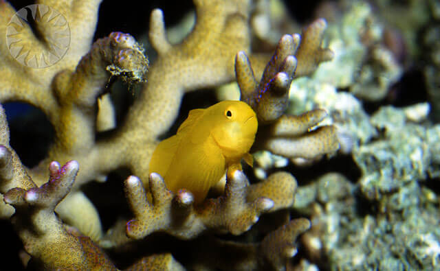 Image of a Yellow Clown Goby