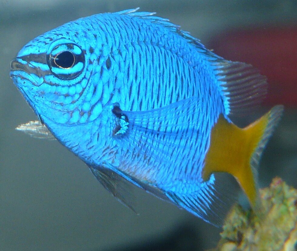 Image of a Yellow-tail Blue Damsel