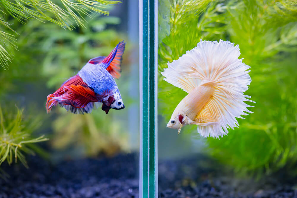 Image of a Divided Betta Fish Tank