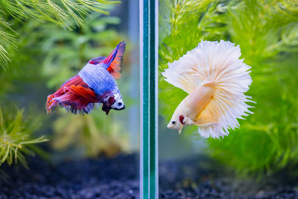 Acrylic Two Splits Aquarium Betta Fish Bowl - The Fish Tank Place