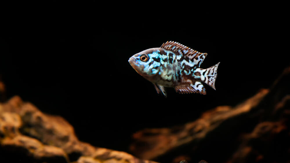 Image of an Electric Blue Jack Dempsey Fish