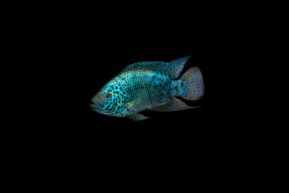 Image of an Electric Blue Jack Dempsey