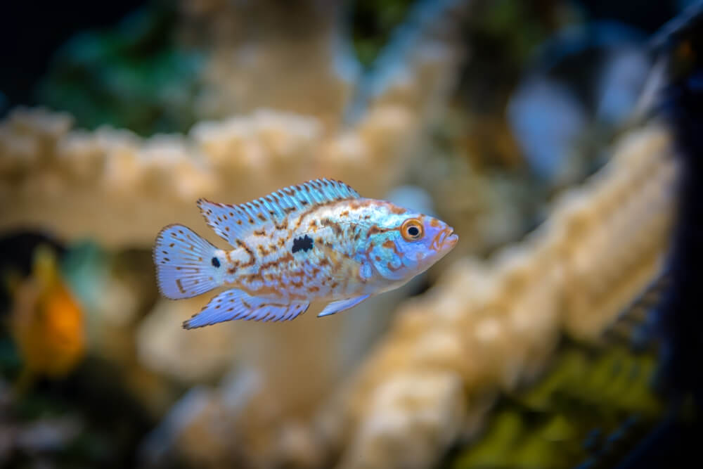 Image of an Electric Blue Jack Dempsey