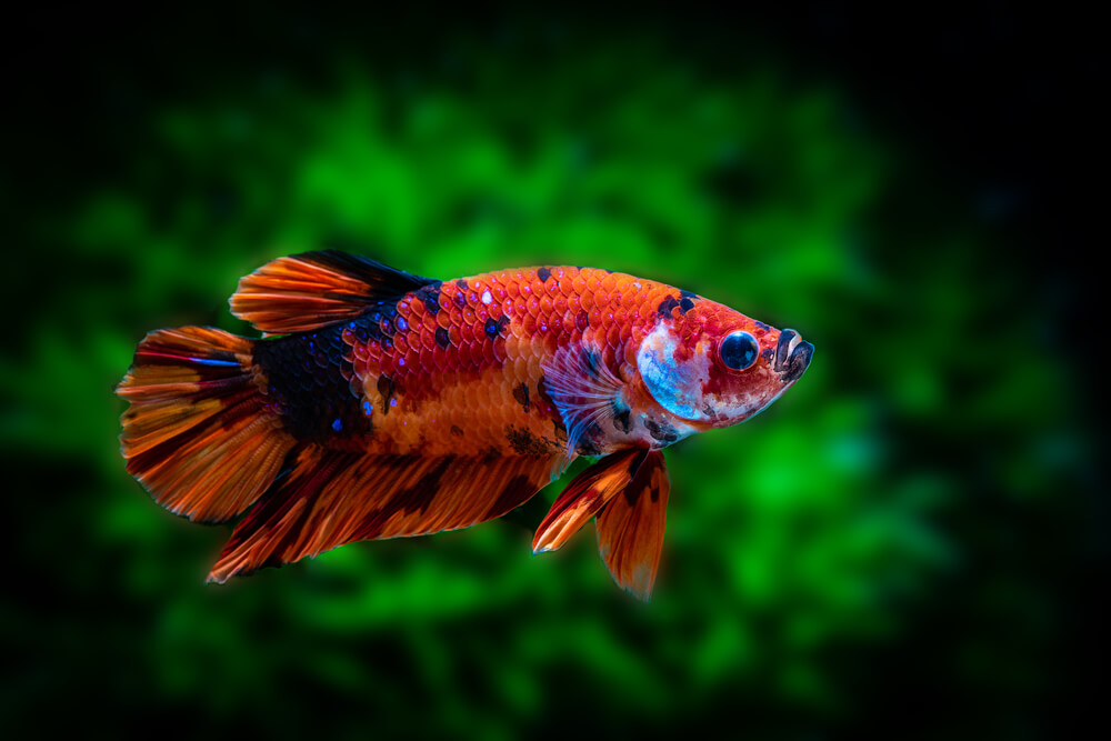 Image of a Galaxy Koi Betta fish