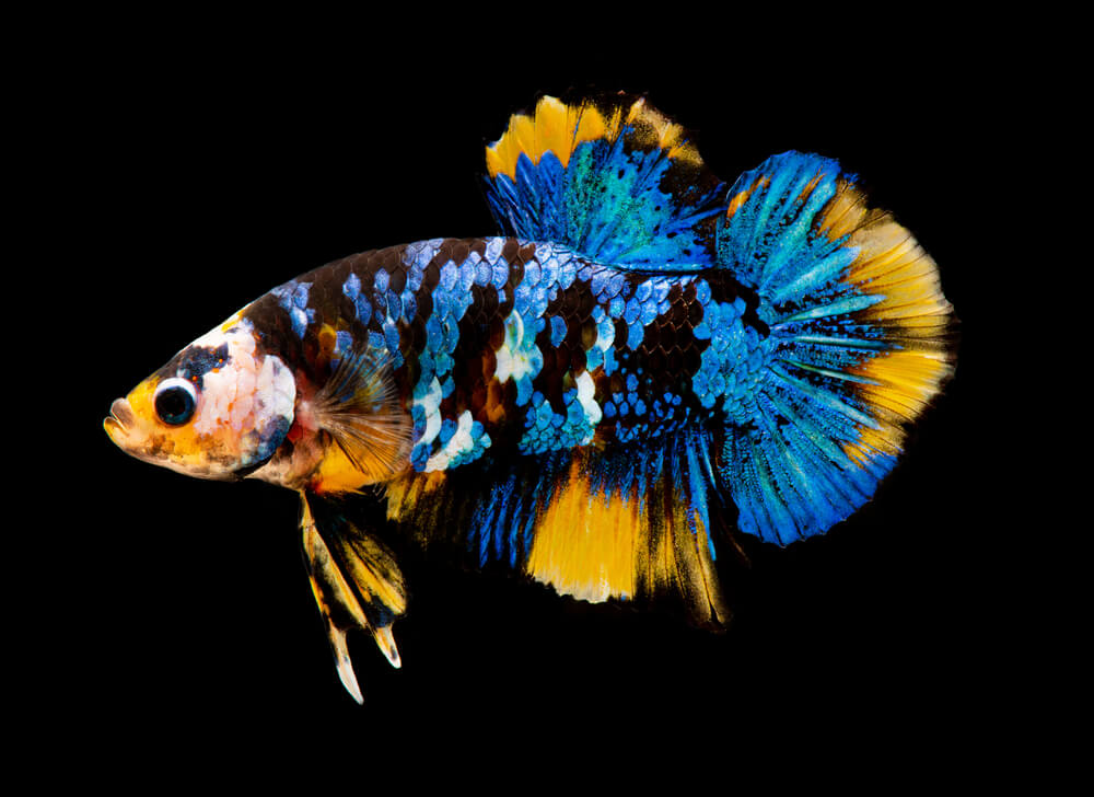 Image of a Galaxy Koi Betta fish