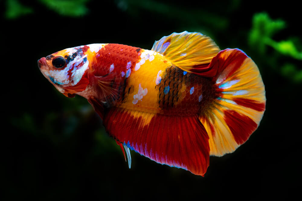 Image of a Galaxy Koi Betta fish