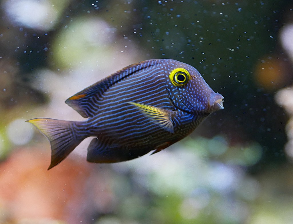 Image of a Kole Yellow Eye tang